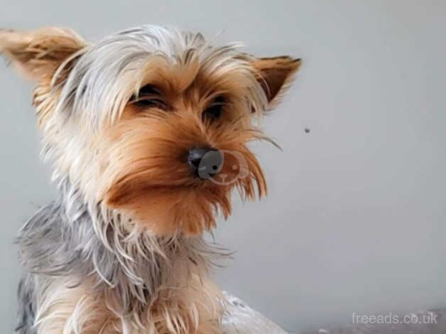 Yorkshire terrier for sale in Birmingham, West Midlands - Image 5