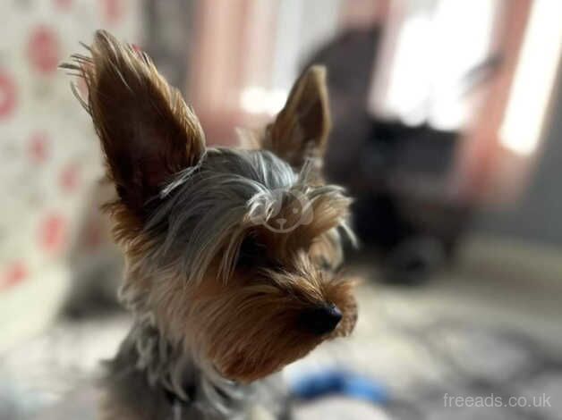 Yorkshire terrier for sale in Birmingham, West Midlands - Image 2