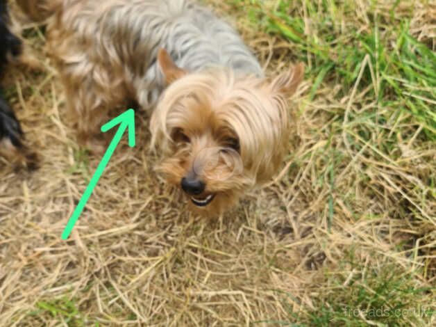 YORKSHIRE TERRIER for sale in Birmingham, West Midlands - Image 1