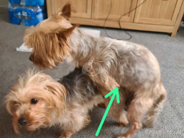 YORKSHIRE TERRIER for sale in Birmingham, West Midlands - Image 2