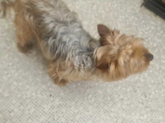 YORKSHIRE TERRIER for sale in Birmingham, West Midlands - Image 3