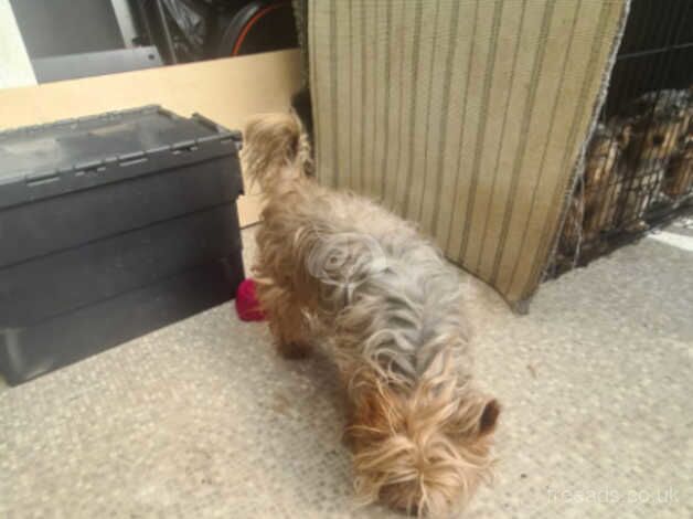 YORKSHIRE TERRIER for sale in Birmingham, West Midlands - Image 4