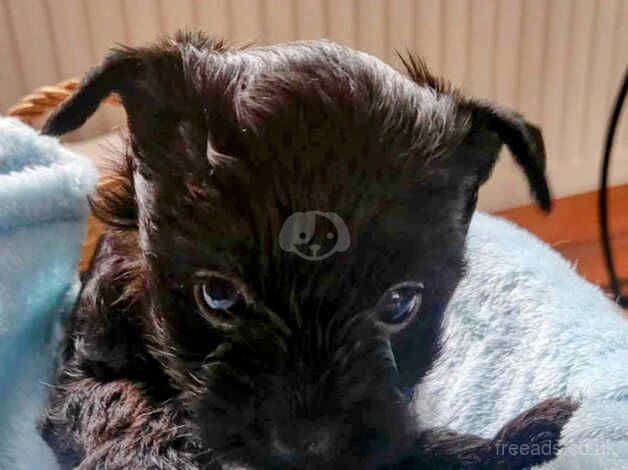 Yorkshire Terrier for sale in Blackburn, Moray - Image 3