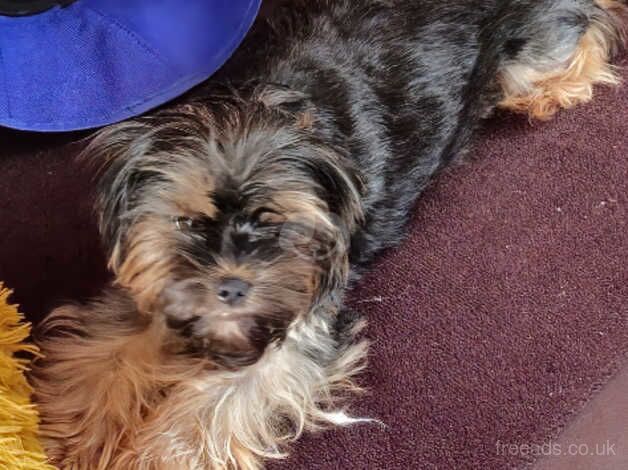 Yorkshire Terrier for sale in Blackburn, Lancashire - Image 4