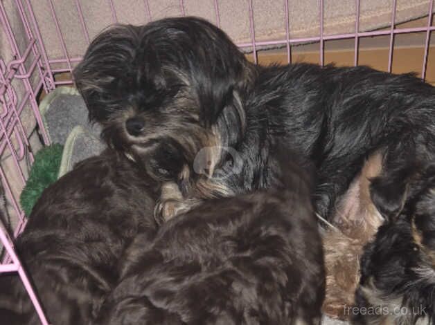 Yorkshire Terrier for sale in Blackburn, Lancashire - Image 5