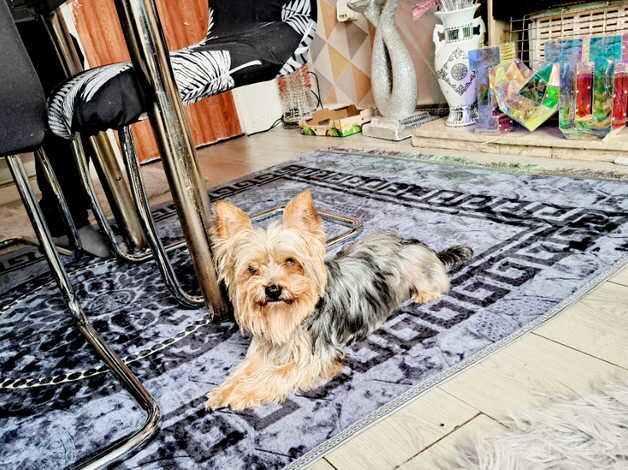 Yorkshire terrier for sale in Bradford, West Yorkshire