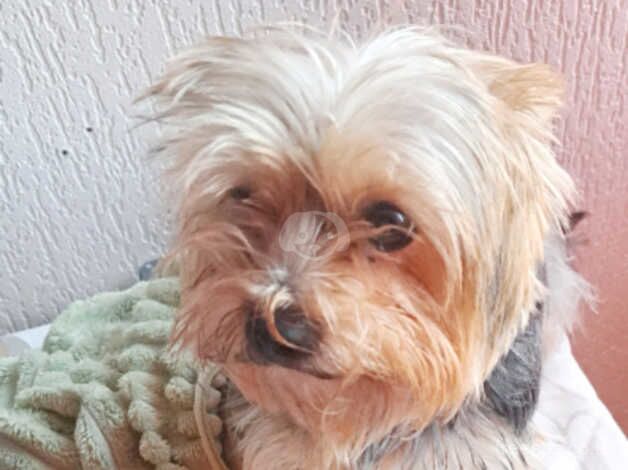 Yorkshire terrier for sale in Bradford, West Yorkshire - Image 2