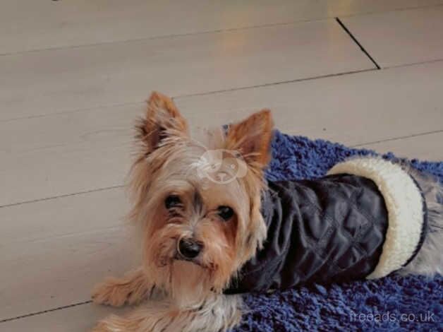 Yorkshire terrier for sale in Bradford, West Yorkshire - Image 3