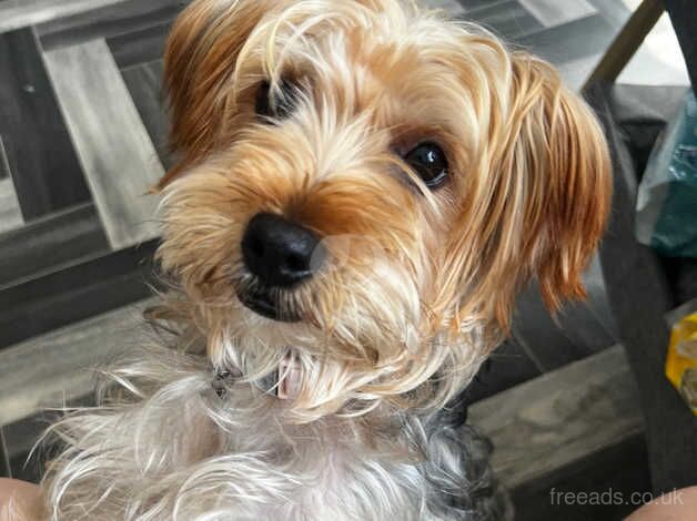 yorkshire terrier for sale in Bradford, West Yorkshire - Image 2