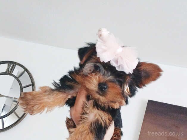 Yorkshire Terrier for sale in Kettering, Northamptonshire