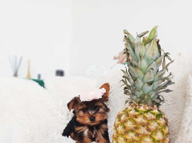 Yorkshire Terrier for sale in Kettering, Northamptonshire - Image 3