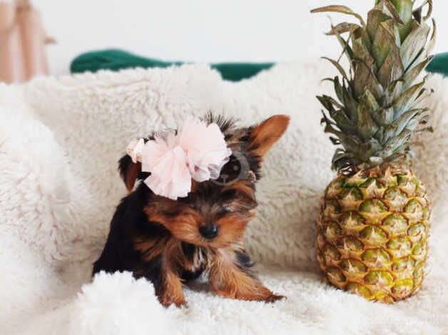 Yorkshire Terrier for sale in Kettering, Northamptonshire - Image 4