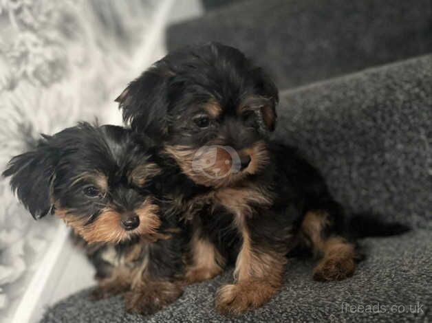 Yorkshire terrier for sale in Croydon, Croydon, Greater London