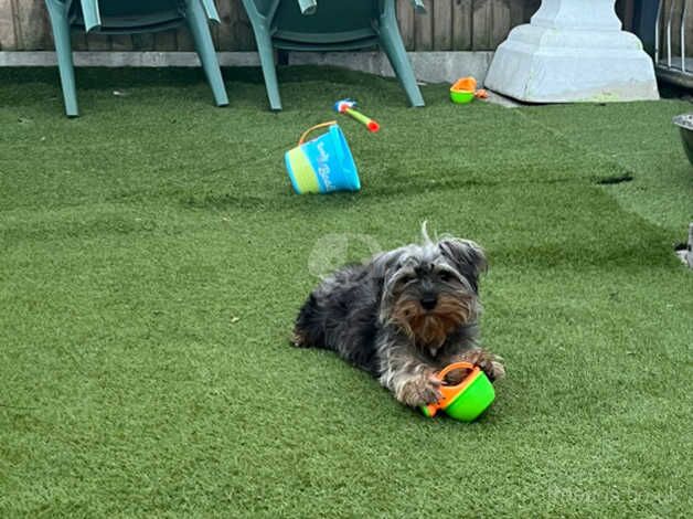 Yorkshire terrier for sale in Croydon, Croydon, Greater London - Image 2