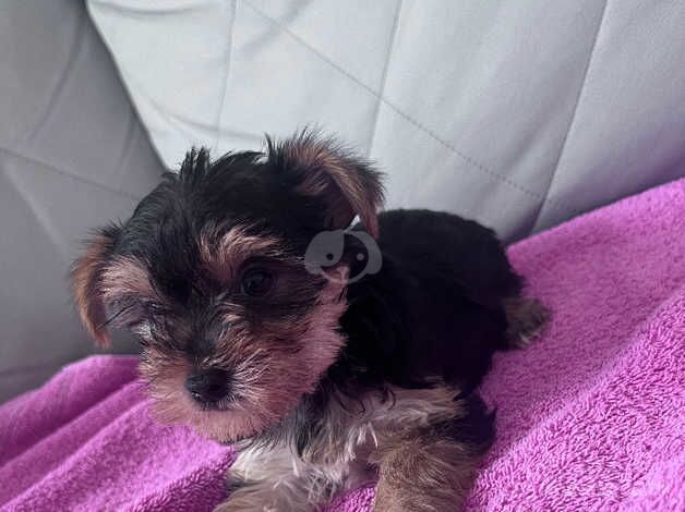 Yorkshire terrier for sale in Croydon, Croydon, Greater London