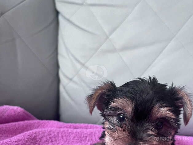 Yorkshire terrier for sale in Croydon, Croydon, Greater London - Image 2