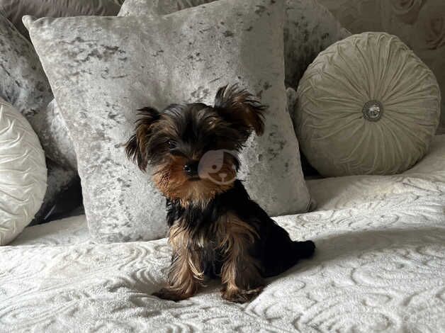 Yorkshire terrier for sale in Croydon, Croydon, Greater London