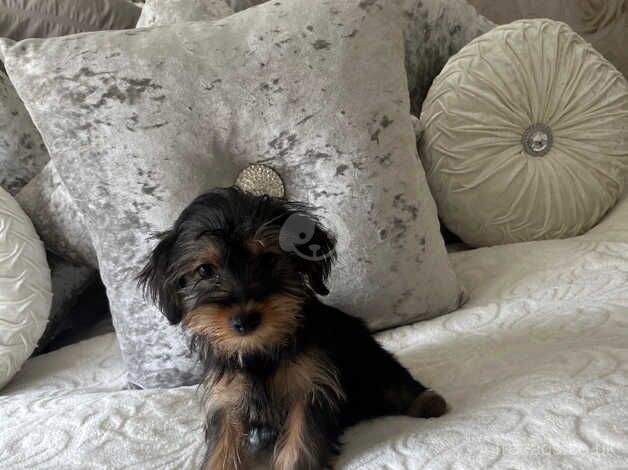 Yorkshire terrier for sale in Croydon, Croydon, Greater London - Image 2