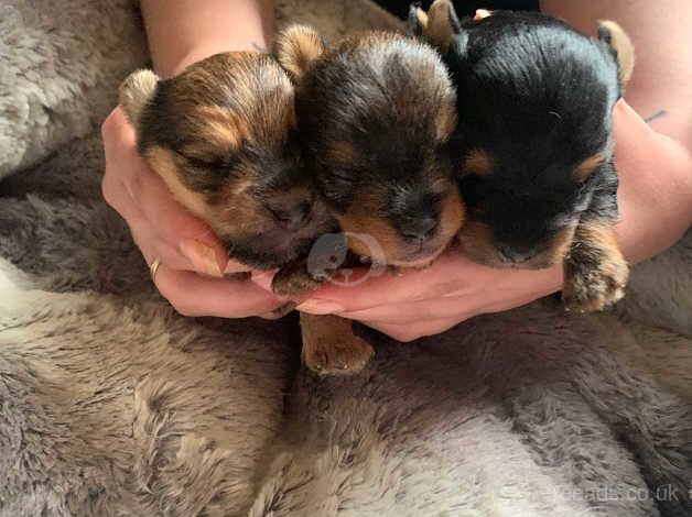 Yorkshire terrier for sale in Cupar, Fife - Image 2