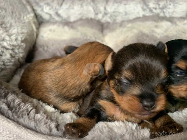 Yorkshire terrier for sale in Cupar, Fife - Image 4