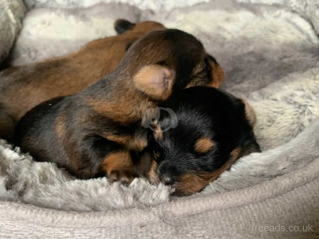 Yorkshire terrier for sale in Cupar, Fife - Image 5