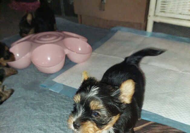 Yorkshire terrier for sale in Eastleigh, Hampshire