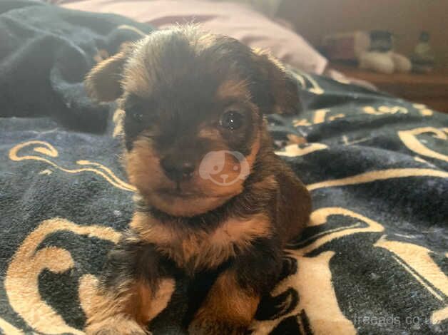 YORKSHIRE TERRIER for sale in Cupar, Fife