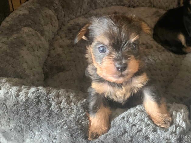 YORKSHIRE TERRIER for sale in Cupar, Fife - Image 2