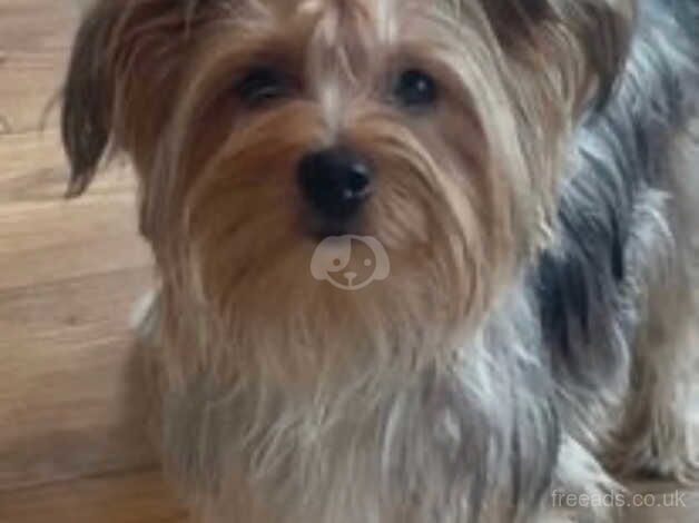 YORKSHIRE TERRIER for sale in Cupar, Fife - Image 3