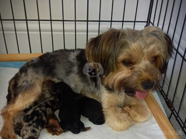 Yorkshire Terrier for sale in Halesowen, West Midlands