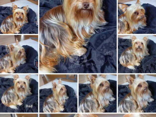 Yorkshire Terrier for sale in Halesowen, West Midlands - Image 2