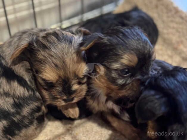 Yorkshire Terrier for sale in Halesowen, West Midlands - Image 3