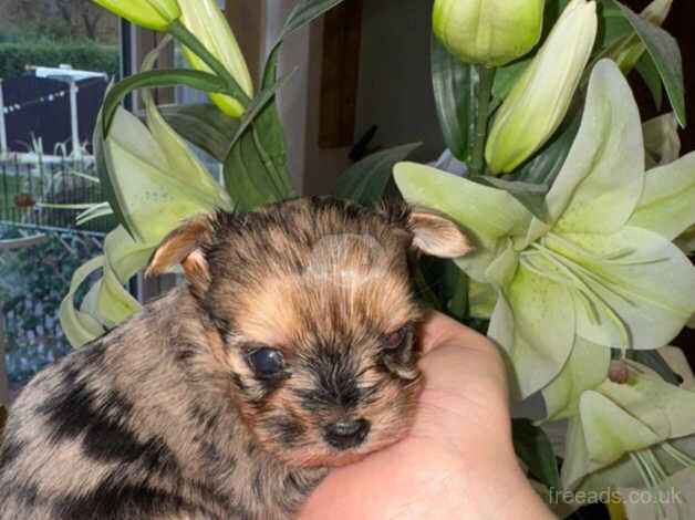 Yorkshire Terrier for sale in Halesowen, West Midlands - Image 4