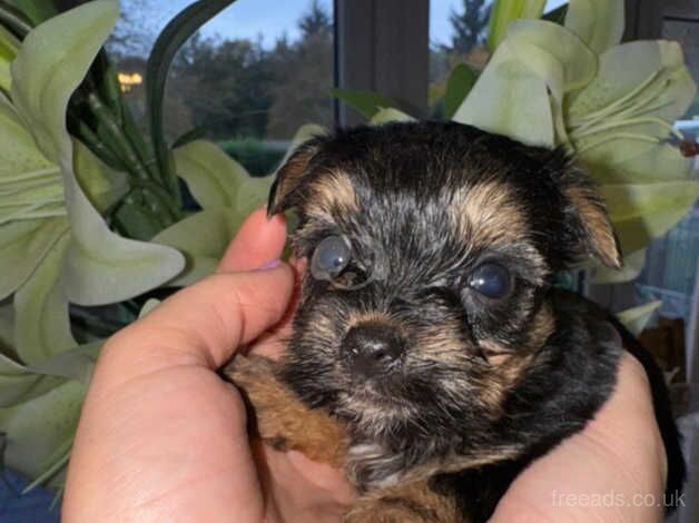 Yorkshire Terrier for sale in Halesowen, West Midlands - Image 5