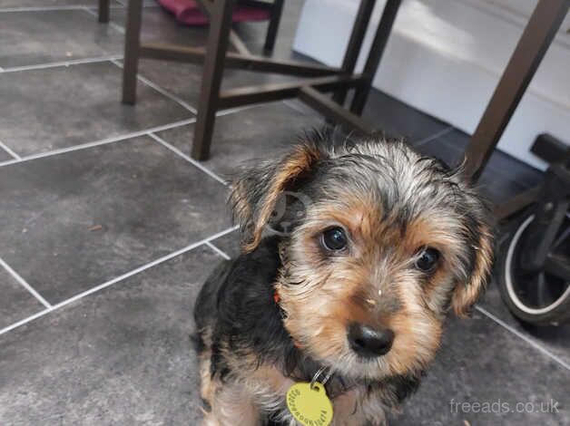 Yorkshire terrier for sale in Halifax, West Yorkshire - Image 1