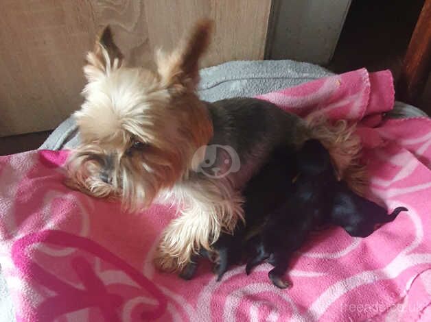 Yorkshire terrier for sale in Bishop's Hull, Somerset