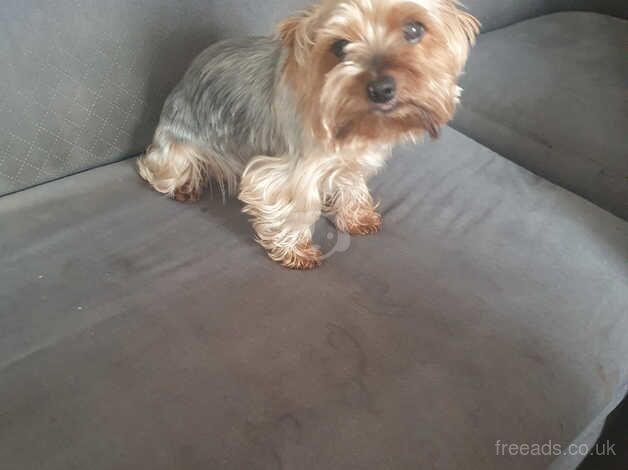 Yorkshire terrier for sale in Bishop's Hull, Somerset - Image 3