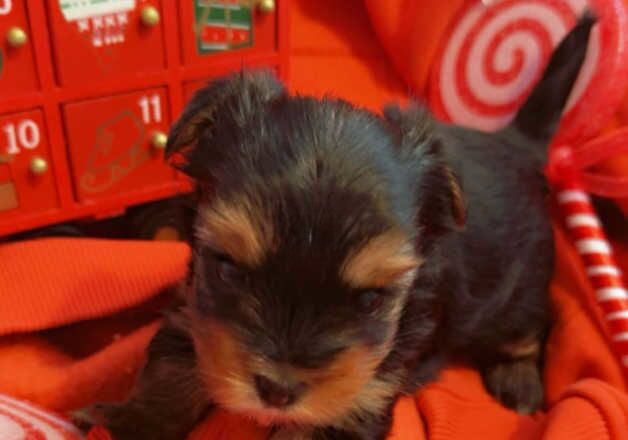 Yorkshire terrier for sale in Luton, Bedfordshire