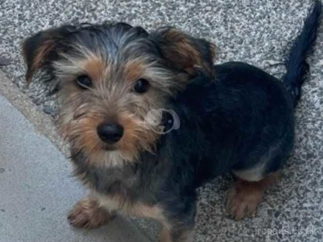 Yorkshire terrier for sale in Maesteg, Bridgend - Image 1