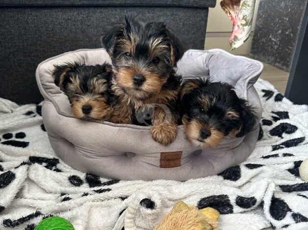 Yorkshire terrier for sale in Manchester, Greater Manchester