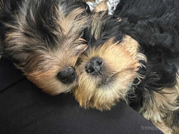 Yorkshire terrier for sale in Manchester, Greater Manchester - Image 2