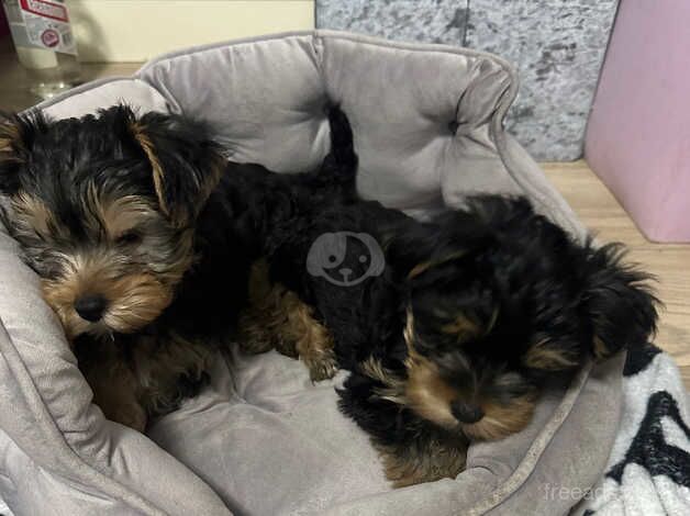 Yorkshire terrier for sale in Manchester, Greater Manchester - Image 3