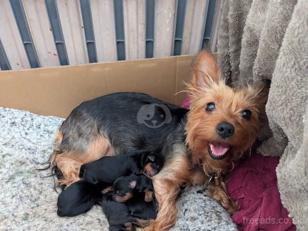 Yorkshire terrier for sale in Manchester, Greater Manchester - Image 1