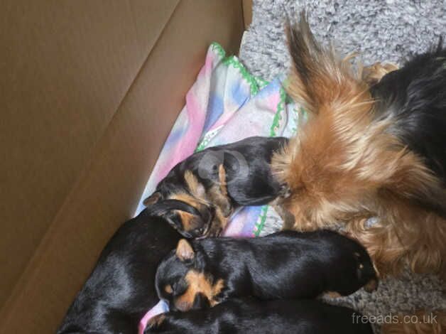 Yorkshire terrier for sale in Manchester, Greater Manchester - Image 2