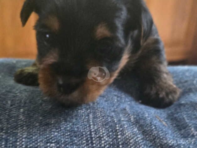 Yorkshire terrier for sale in Manchester, Greater Manchester