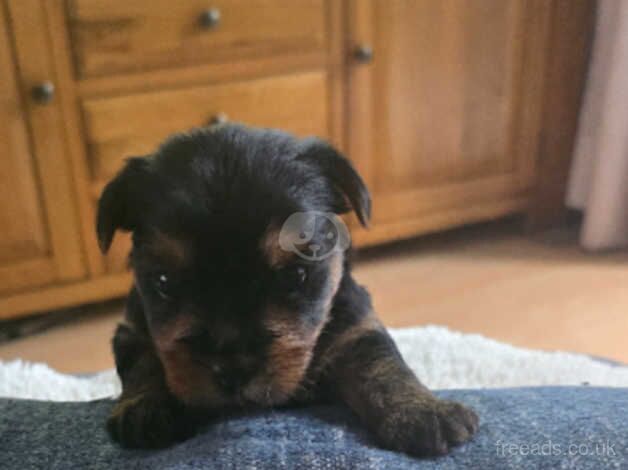 Yorkshire terrier for sale in Manchester, Greater Manchester - Image 2