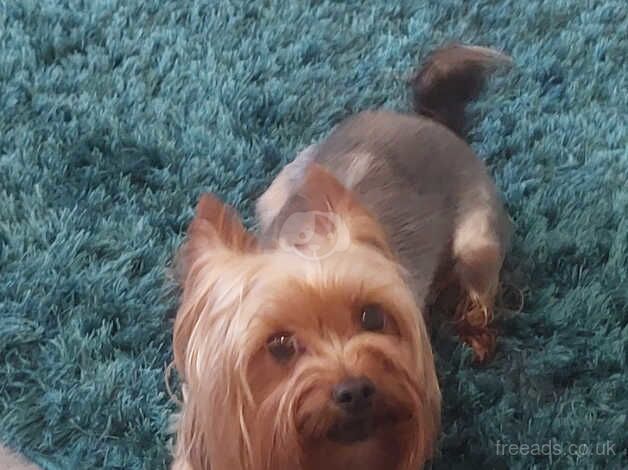 Yorkshire Terrier for sale in Nelson, Lancashire - Image 1