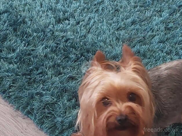 Yorkshire Terrier for sale in Nelson, Lancashire - Image 2