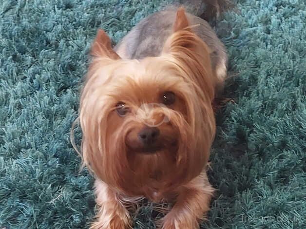 Yorkshire Terrier for sale in Nelson, Lancashire - Image 3