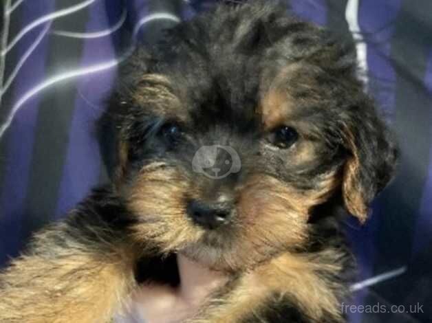 Yorkshire terrier for sale in Newcastle upon Tyne, Tyne and Wear - Image 5